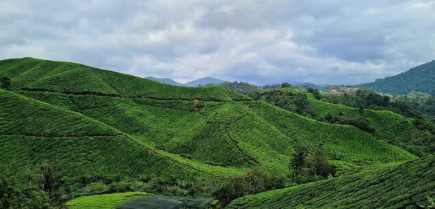 Cameron Highlands Tour
