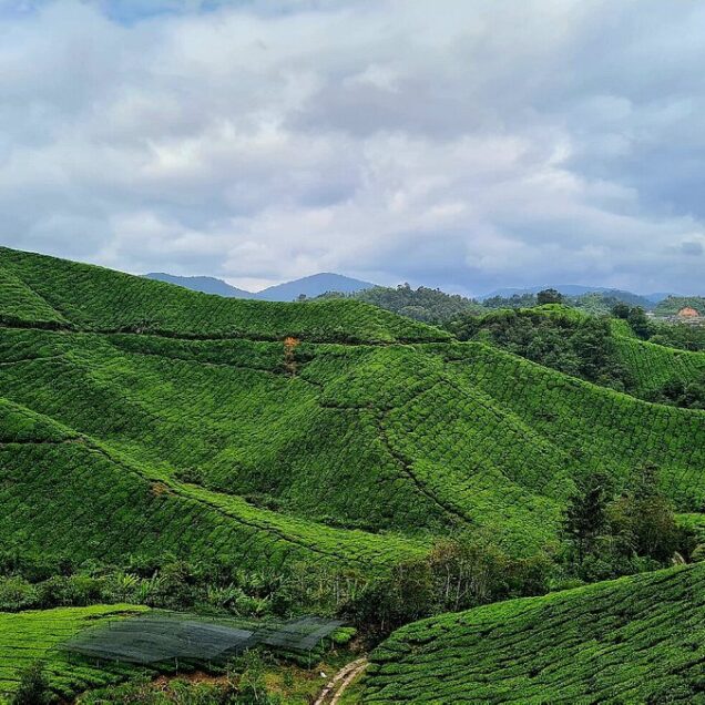 Cameron Highlands Tour